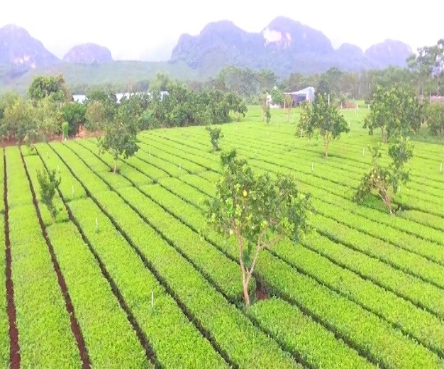 Hòa Bình: Huyện Lạc Thủy luôn tự hào về thương hiệu chè Sông Bôi gắn với  xây dựng sản phẩm OCOP